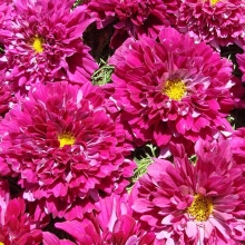 Космос Спелая клюква махровый