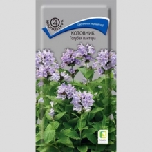 Котовник Голубая пантера