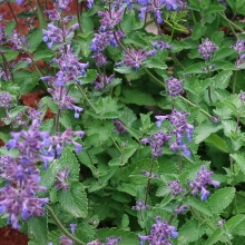 Котовник Кис-кис (Эконом)