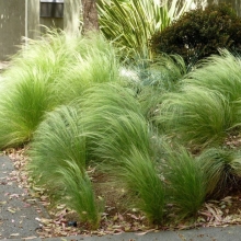 Ковыль Хвостик пони тончайший