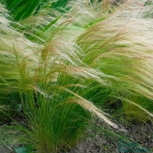 Ковыль Тончайший (большой пакет)