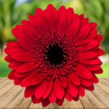 Гербера Фестиваль Красная