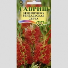 Краснотычинник Бенгальская свеча (Каллистемон прекрасный)