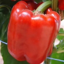 Перец Красный бык