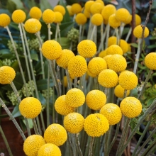 Краспедия Билли баттон шаровидная