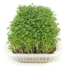 Кресс-салат Данский