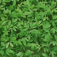 Кресс-салат Витаминчик