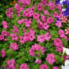 Петуния Кринолин Розовый F1