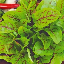 Щавель Кроваво-Красный