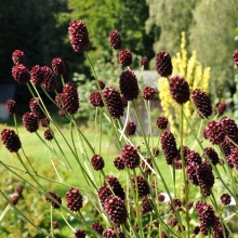 Черноголовник Резус кровохлебковый (Кровохлёбка)