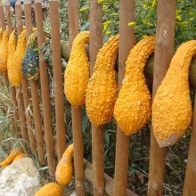 Тыква (кабачок) Крукнек (большой пакет)