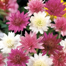 Ксерантемум Махровый смесь