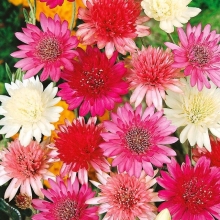 Ксерантемум Казачок смесь