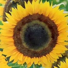 Подсолнечник Кубанские семечки