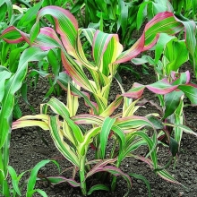 Кукуруза Филдс оф Дрим (Поле грез) декоративная