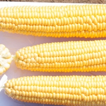 Кукуруза Карамело F1