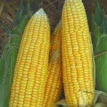 Кукуруза Ранняя лакомка-121