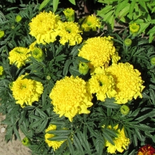 Бархатцы Купид Голден Еллоу