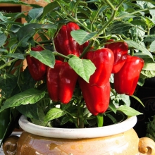 Перец Кузя (Четыре лета)