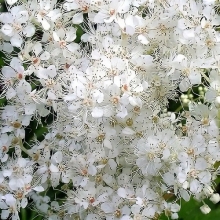 Лабазник Знахарь вязолистный