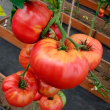 Томат Ладья