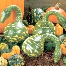 Лагенария Гусь в Яблоках (большой пакет)