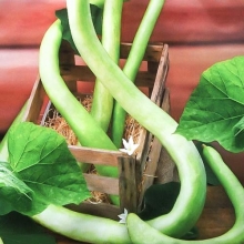 Лагенария Секрет