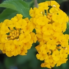 Лантана Любава сводчатая