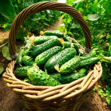 Огурец Лапландия F1