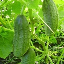 Огурец Ласточка F1