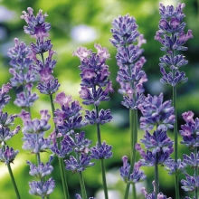 Лаванда Лавандовая леди