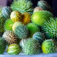 Кукумис декоративный Лавка антиквара смесь сортов