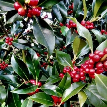 Лавровишня Лекарственная (большой пакет)