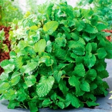 Мелисса Апельсинка