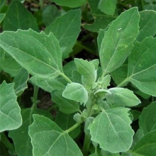 Лебеда Рубра (садовая)