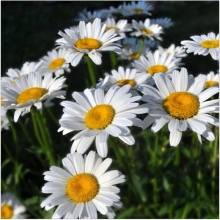 Леукантемум Белый бриз