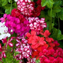 Левизия Котиледон Набор Радуга