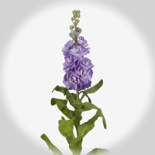 Левкой Айрон Морской