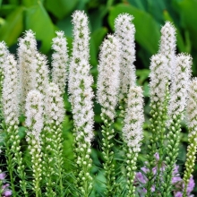 Лиатрис Белый