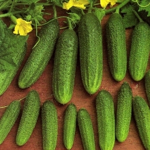 Огурец Либелле F1