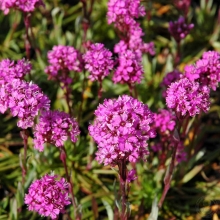 Лихнис Халцедонский Розовый (большой пакет)