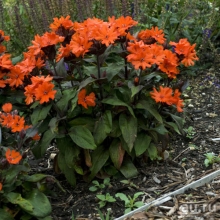 Лихнис Вулкан