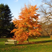 Ликвидамбар Формозский (большой пакет)