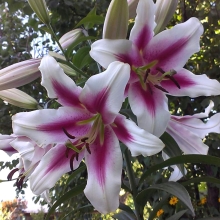 Лилия Алтари