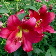 Лилия Боррелло