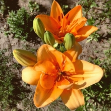 Лилия Дабл Ориндж