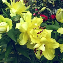 Лилия Фифти Фифти