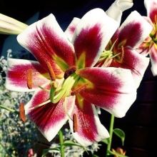 Лилия Джудит Саффинья