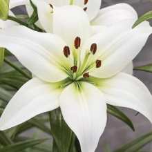 Лилия Навона