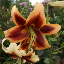 Лилия Ред Морнинг